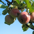 Apfel am Baum; 7429