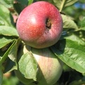 Apfel am Baum; 7431