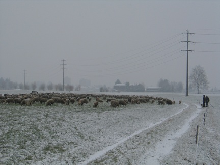 Schafe auf eine Winterweide; 9291