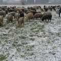 Schafe auf der Winterweide; 9294