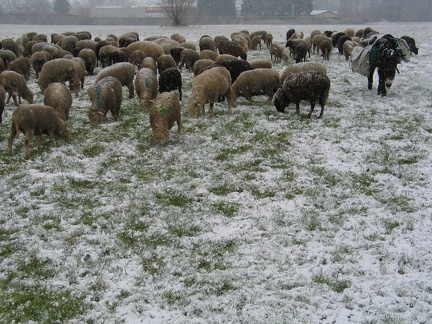 Schafe auf der Winterweide; 9294