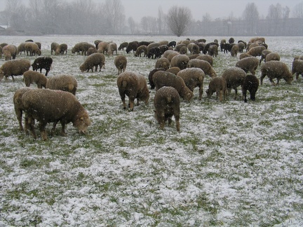Schafe im Schnee; 9303