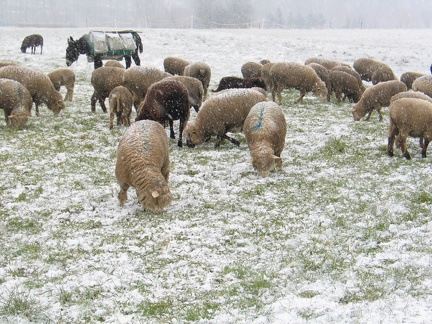 Schafe im Schnee; 9305