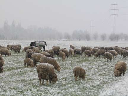 Schafe im Schnee; 9308